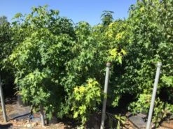 Meerstammige Amberboom (Liquidambar Styraciflua) -Planten Verkoopwinkel liquidambar styraciflua 100 125cm meerstammig 2