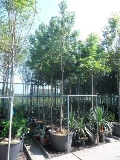 Amberboom (Liquidambar Styraciflua) 29 Amberboom (Liquidambar Styraciflua) -Planten Verkoopwinkel liquidambar styraciflua 16 18ho cont