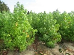 Amberboom Als Struik (Liquidambar Styraciflua) -Planten Verkoopwinkel liquidambar styraciflua 17 200