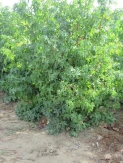 Amberboom Als Struik (Liquidambar Styraciflua) -Planten Verkoopwinkel liquidambar styraciflua 175 200