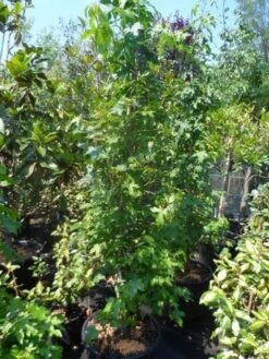 Amberboom Als Struik (Liquidambar Styraciflua) -Planten Verkoopwinkel liquidambar styraciflua 175 200 250 geveerd