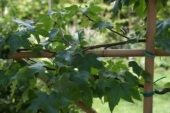 Amberboom Als Leivorm (Liquidambar Styraciflua) -Planten Verkoopwinkel liquidambar styraciflua 3 1