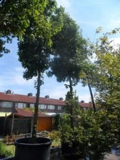 Amberboom (Liquidambar Styraciflua) 30 Amberboom (Liquidambar Styraciflua) -Planten Verkoopwinkel liquidambar styraciflua 40 45ho c1000