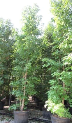 Meerstammige Amberboom (Liquidambar Styraciflua) -Planten Verkoopwinkel liquidambar styraciflua 500 550 meerstammig 2 1