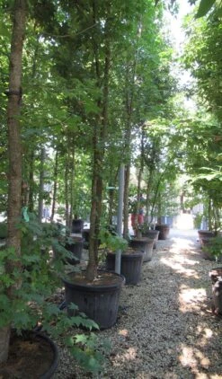 Meerstammige Amberboom (Liquidambar Styraciflua) -Planten Verkoopwinkel liquidambar styraciflua 500 550 meerstammig 6 1