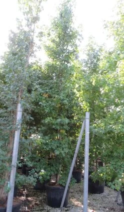 Meerstammige Amberboom (Liquidambar Styraciflua) -Planten Verkoopwinkel liquidambar styraciflua 500 550 meerstammig 9 1