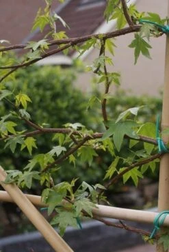 Amberboom Als Leiboom (Liquidambar Styraciflua) -Planten Verkoopwinkel liquidambar styraciflua 5