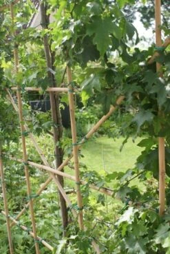 Amberboom Als Leiboom (Liquidambar Styraciflua) -Planten Verkoopwinkel liquidambar styraciflua 6 1