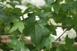 Amberboom Als Leivorm (Liquidambar Styraciflua) -Planten Verkoopwinkel liquidambar styraciflua 7 2