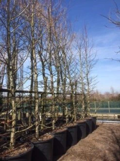 Amberboom (Liquidambar Styraciflua) 33 Amberboom (Liquidambar Styraciflua) -Planten Verkoopwinkel liquidambar styraciflua geveerd 2025 2