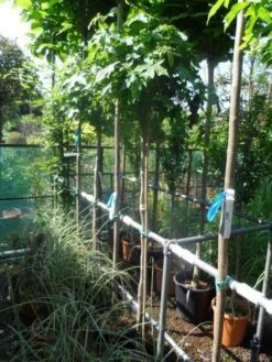 Amberboom Op Stam (Liquidambar 'Gum Ball') -Planten Verkoopwinkel liquidambar styraciflua gum ball 150stam c10