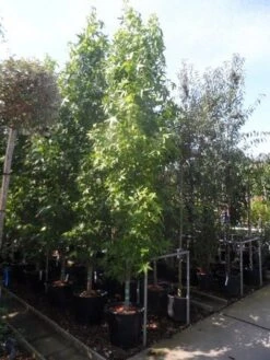 Amberboom (Liquidambar Styraciflua 'Slender Silhouette') -Planten Verkoopwinkel liquidambar styraciflua slender silhouette 300 350 cont 1