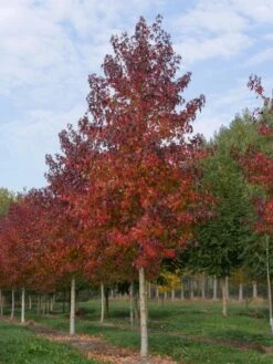 Grote Amberboom (Liquidambar Styraciflua 'Worplesdon') -Planten Verkoopwinkel liquidambar styraciflua worplesdon 35 40