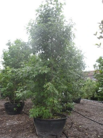 Amberboom Als Struik (Liquidambar Styraciflua 'Worplesdon') 5 Amberboom Als Struik (Liquidambar Styraciflua 'Worplesdon') - Afbeelding 5