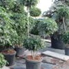 Amberboom Als Bonsai (Liquidambar 'Gum Ball') -Planten Verkoopwinkel liquidambar triobol