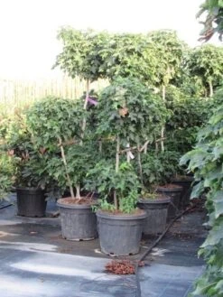 Amberboom Als Bonsai (Liquidambar 'Gum Ball') -Planten Verkoopwinkel liquidambar triobol 2 1