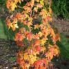 Amberboom (Liquidambar Styraciflua 'Golden Sun') -Planten Verkoopwinkel liquidambargoldensun01