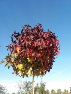 Amberboom Op Stam (Liquidambar 'Gum Ball') -Planten Verkoopwinkel liquidambargumballherfst05 1