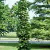 Amberboom (Liquidambar Styraciflua 'Slender Silhouette') -Planten Verkoopwinkel liquidambarslendersilhouetvi 1