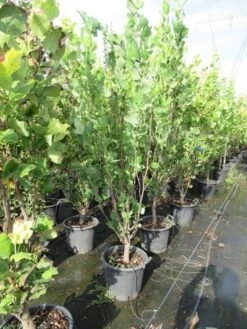 Tulpenboom (Liriodendron Tulipfera 'Fastigiata') -Planten Verkoopwinkel liriodendron tulipfera fastigiata 0175 200