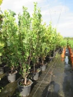 Tulpenboom (Liriodendron Tulipfera 'Fastigiata') -Planten Verkoopwinkel liriodendron tulipfera fastigiata 175 200