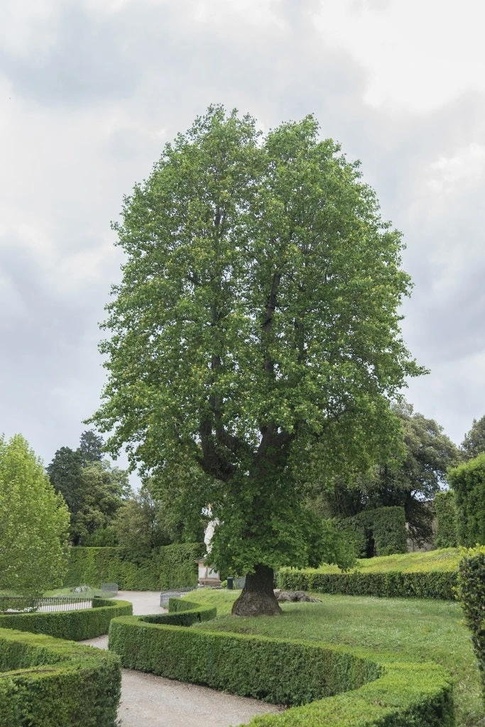 Tulpenboom (Liriodendron Tulipifera) 2 Tulpenboom (Liriodendron Tulipifera) - Afbeelding 2