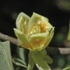 Tulpenboom (Liriodendron Tulipifera) -Planten Verkoopwinkel liriodendron tulipifera02