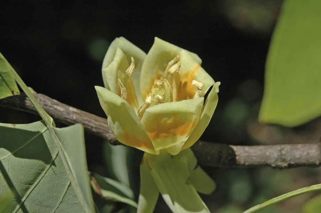 Tulpenboom (Liriodendron Tulipifera) 1 Tulpenboom (Liriodendron Tulipifera)