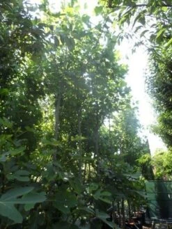 Tulpenboom (Liriodendron Tulipifera) 13 Tulpenboom (Liriodendron Tulipifera) -Planten Verkoopwinkel liriodendron tulipifera 12 14ho cont