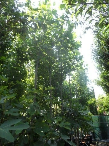 Tulpenboom (Liriodendron Tulipifera) 6 Tulpenboom (Liriodendron Tulipifera) - Afbeelding 6