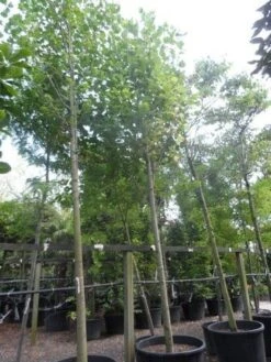 Tulpenboom (Liriodendron Tulipifera) 14 Tulpenboom (Liriodendron Tulipifera) -Planten Verkoopwinkel liriodendron tulipifera 25 30 35ho c500 1