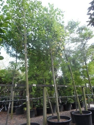 Tulpenboom (Liriodendron Tulipifera) 7 Tulpenboom (Liriodendron Tulipifera) - Afbeelding 7