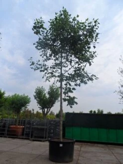 Tulpenboom (Liriodendron Tulipifera) 11 Tulpenboom (Liriodendron Tulipifera) -Planten Verkoopwinkel liriodendron tulipifera 35 45ho c1000