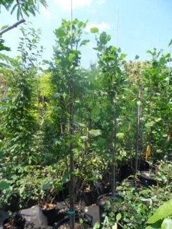 Tulpenboom (Liriodendron Tulipfera 'Fastigiata') -Planten Verkoopwinkel liriodendron tulipifera fastigiata 250 300