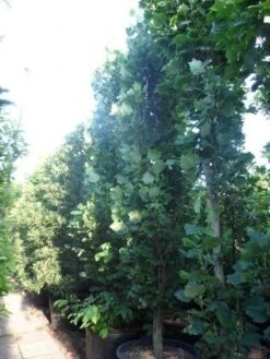 Tulpenboom (Liriodendron Tulipfera 'Fastigiata') -Planten Verkoopwinkel liriodendron tulipifera fastigiata 350 400 500 cont