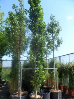Tulpenboom (Liriodendron Tulipfera 'Fastigiata') -Planten Verkoopwinkel liriodendron tulipifera fastigiatum 400 500 cont