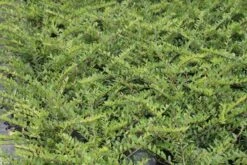 Struikkamperfoelie (Lonicera Pileata) -Planten Verkoopwinkel lonicera pileata 1 1