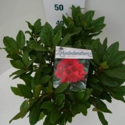 Rhododendron (Rhododendron 'Lord Roberts') -Planten Verkoopwinkel lord robert c7.5 boven 1
