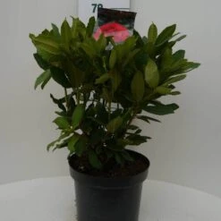 Rhododendron (Rhododendron 'Lord Roberts') -Planten Verkoopwinkel lord robert c7.5 voor 1