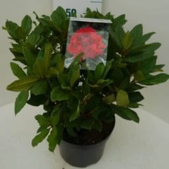 Rhododendron (Rhododendron 'Lord Roberts') -Planten Verkoopwinkel lord robert c7.5 zij 1