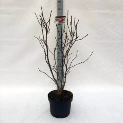 Beverboom (Magnolia Liliiflora 'Nigra') -Planten Verkoopwinkel m. lil. nigra c10 3