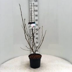 Beverboom (Magnolia Soulangeana) -Planten Verkoopwinkel m. soulangeana c5 2