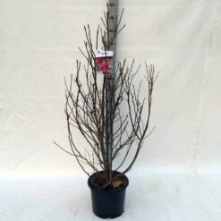 Beverboom, Struik (Magnolia Susan) -Planten Verkoopwinkel ma. susan c15 125 150 cm 3