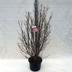 Beverboom, Struik (Magnolia Susan) -Planten Verkoopwinkel ma. susan c15 150 cm 3