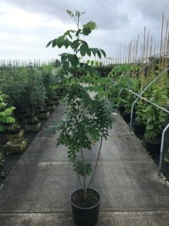 Maackia (Maackia Amurensis) 7 Maackia (Maackia Amurensis) -Planten Verkoopwinkel maackia amurensis c20 2 002 2