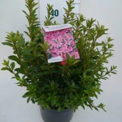 Japanse Azalea (Rhododendron 'Madame Van Hecke') -Planten Verkoopwinkel mad. v. hecke c4 zij 2