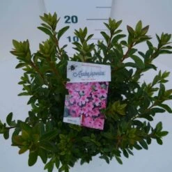 Japanse Azalea (Rhododendron 'Madame Van Hecke') -Planten Verkoopwinkel mad. van hecke c2 boven