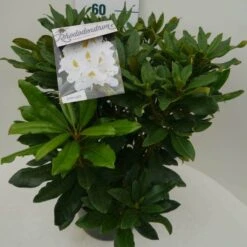 Rhododendron (Rhododendron 'Madame Masson') -Planten Verkoopwinkel madamme masson c7.5 zij 2