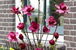 Beverboom (Magnolia 'Genie') -Planten Verkoopwinkel magnolia genie 6 2