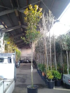 Beverboom (Magnolia Grandiflora 'Gallissoniere') -Planten Verkoopwinkel magnolia grandiflora 1 1 2